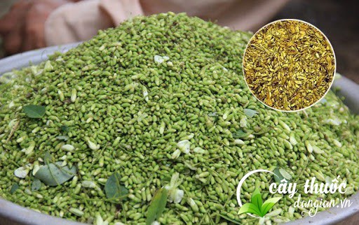 Lựa chọn nụ hoa hòe